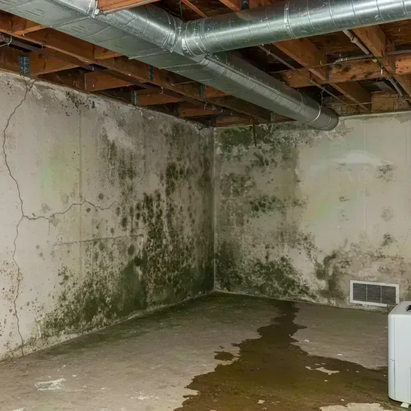 Professional Mold Removal in Madison, AL